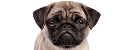 portrait of a sad pug puppy dog isolated on a white backgroundの写真素材