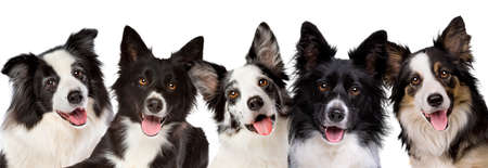 five border collie dog portrait looking at camera in front of a white backgroundの写真素材