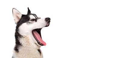 Funny yawning young husky dog, white studio background, concept of dog emotionsの写真素材