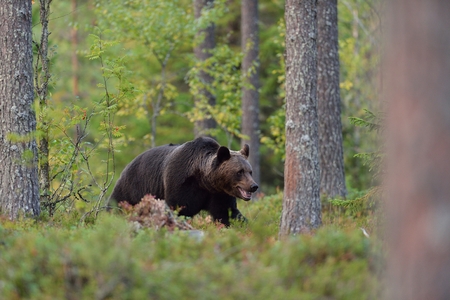 Bear walking in forestの写真素材