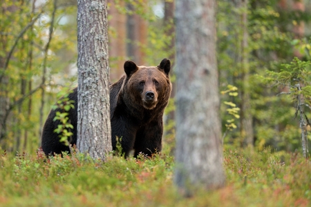 Brown bear in the forestの写真素材