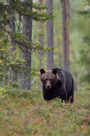 Bear in forest in the autumnの写真素材
