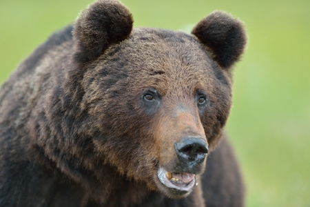 Bear portraitの写真素材