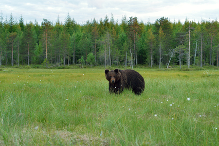 Brown bear with forest backgroundの写真素材