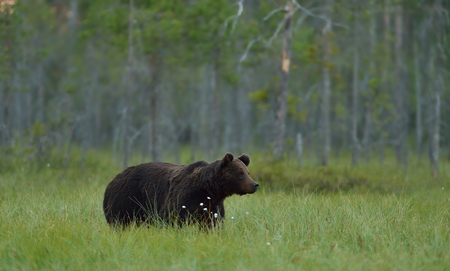 Bear in the bog, North Karelia, Finlandの写真素材