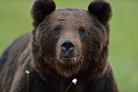 Male brown bear portraitの写真素材