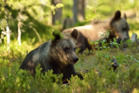 Brown bear cub in forestの写真素材
