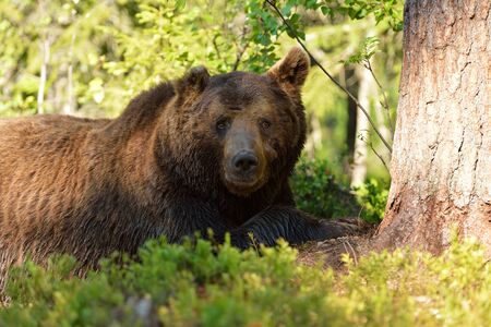 Male brown bear resting in forestの写真素材