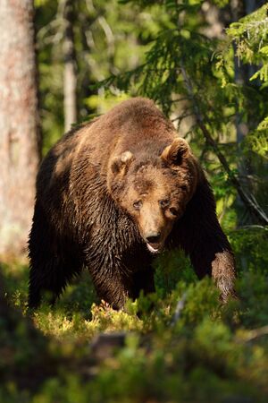 Male brown bear walking in the forestの写真素材