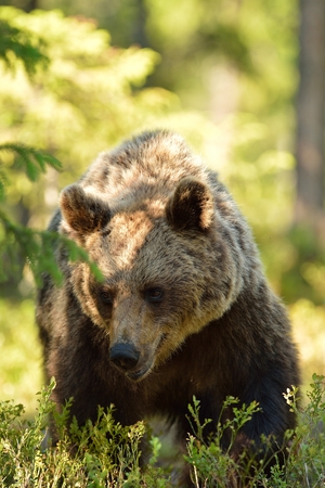 Brown bear in forestの写真素材