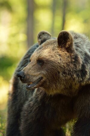 Brown bear in the woodsの写真素材