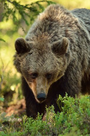 Brown bear in forestの写真素材