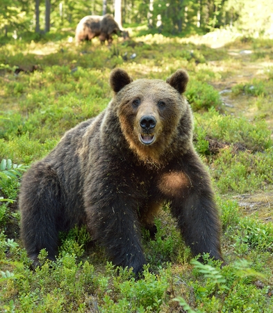 Brown bear sitting in the forest, other bear in the backgroundの写真素材