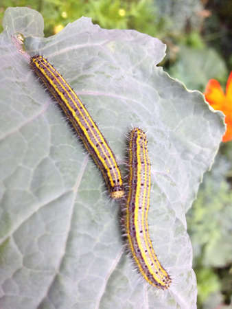 Dangerous bug の素材