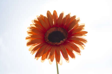 Plastic flowerの写真素材