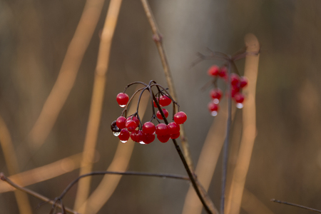 pile of red berries after rainの写真素材