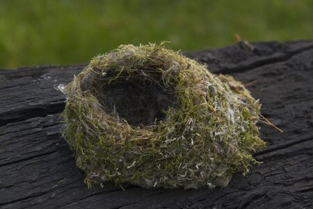 Small bird nestの写真素材