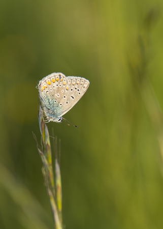 speckled butterfly on grassの写真素材