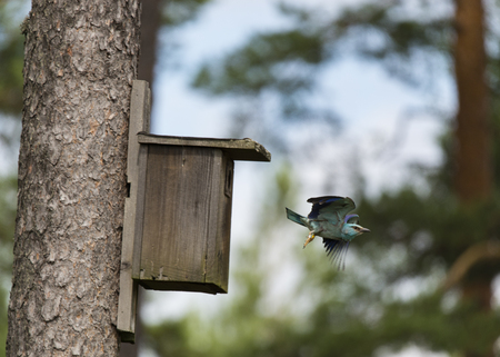 roller flying away from its bird cageの写真素材