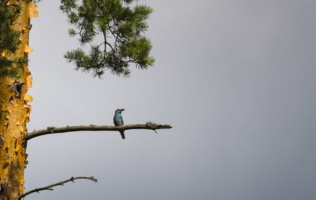 roller on branch of pine treeの写真素材