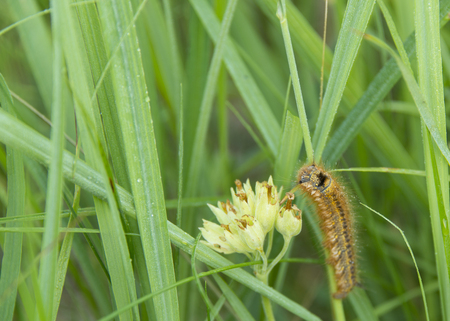 nymph of butterfly on grassの写真素材