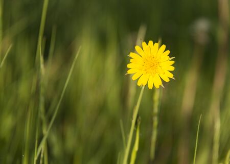 lonely yellow flower at meadowの写真素材