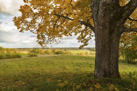 landscape with tree in autumn coloursの写真素材