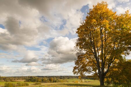 landscape with tree in autumn coloursの写真素材