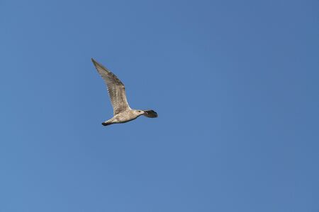seagull in blue skyの写真素材