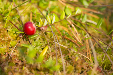 closeup of the lonely cranberry on the mossの写真素材