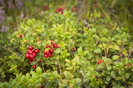closeup of red bilberriesの写真素材