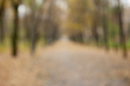 Autumn blurred bokeh background. Defocused park or forest landscape on a cloudy day bokeh abstract...