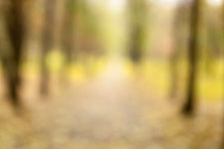 Autumn blurred bokeh background. Defocused park or forest landscape on a cloudy day bokeh abstract background. Template mock-up for for your design.の写真素材