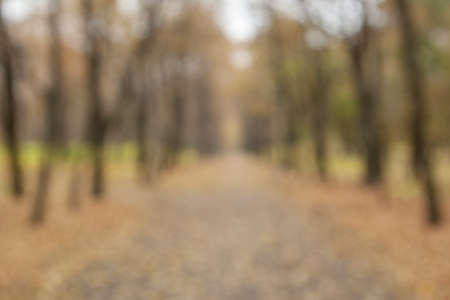 Autumn blurred bokeh background. Defocused park or forest landscape on a cloudy day bokeh abstract background. Template mock-up for for your design.の写真素材