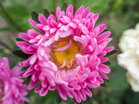 Red daisy closeup, big flower on blurred green background, soft selective focus
