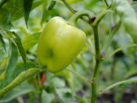 Young green pepper growing on a branch in the garden in the bright sun closeup. Blurred background,...