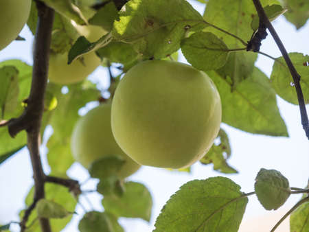 Organic Apple on a Sunny day on Apple tree branch. Close-up of green apple on a branch in an orchard on blured background. Soft, selected focusの写真素材