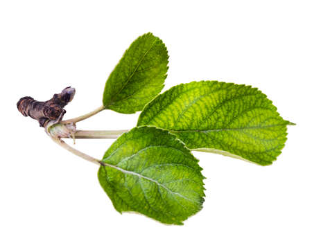 Apple leaves isolated on a white background. Leaf from an apple tree cut from backgroundの写真素材