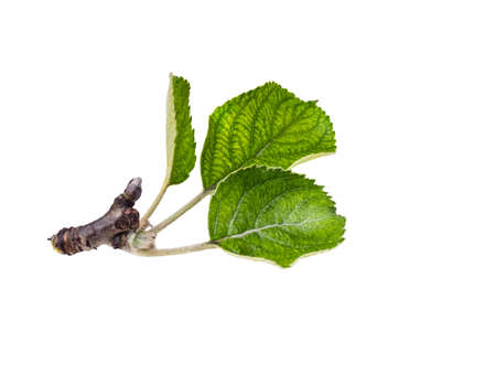 Apple leaves isolated on a white background. Leaf from an apple tree cut from background