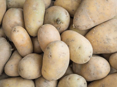 Background of a stacked potato close up. Large group of just harvested new potatoesの写真素材