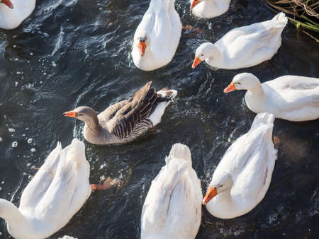 Picture of the white and gray geese swimming on the water surface. Wild geese gaggle top view. Geese swimming in the pond.の写真素材