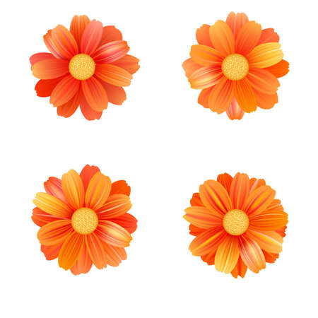 Set of isolated yellow gerbera or daisy. Vector colorful flowers on white background. Template for for t-shirt, fashion, prints and other design.のイラスト素材