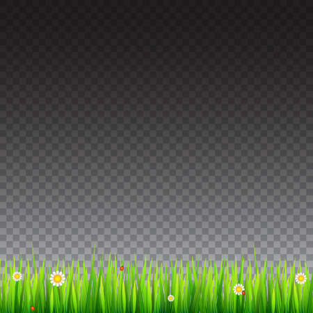 Green, natural grass border with white daisies, camomile flower and small red ladybug on transparent background. Template for your design or creativity.のイラスト素材