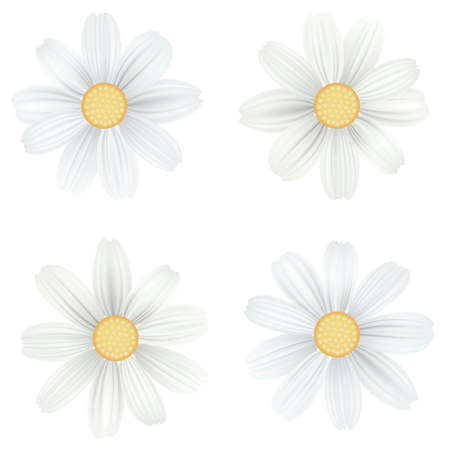 Set of isolated, white camomile, daisy. Vector flowers on white background, top view. Template for for t-shirt, fashion, prints and other design.のイラスト素材