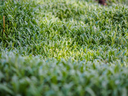 Green plants photographed with soft focus. Carpet from grass, coverage of green leaves, eco, background with blur. Spring macro landscape.の写真素材