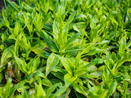 Green plants photographed with soft focus. Carpet from grass, coverage of green leaves, eco, background with blur. Spring macro landscape.の写真素材