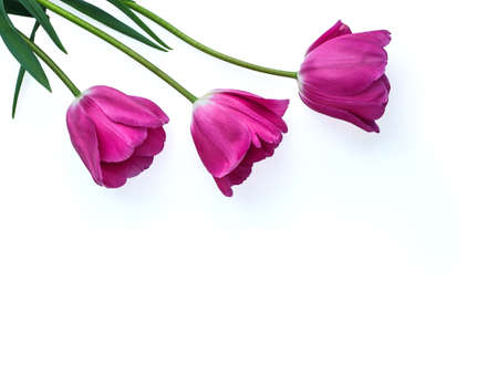 Rose buds Tulip flower isolated on white background. Studio shot, template for Mothers Day, 8 March and other greeting cards for lovely women. Horizontal, top view.の写真素材