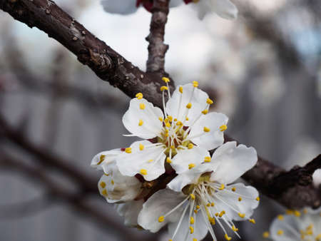 Apricot tree flowers with soft focus. Spring white flowers on a tree branch. Cherry tree in bloom. Spring, seasons, white flowers of apricot, cherry tree close-up.の写真素材