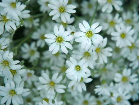 White flower in garden. Field of small white flowers shooting with soft focus. Fresh wild flowers...