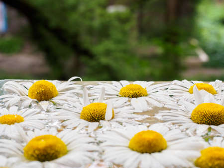 Field of daisies floating in the water. Chamomile with drops of water. Flowers with white petals and yellow pistils photographed closeup with soft focus on blurred background. Nature background.の写真素材